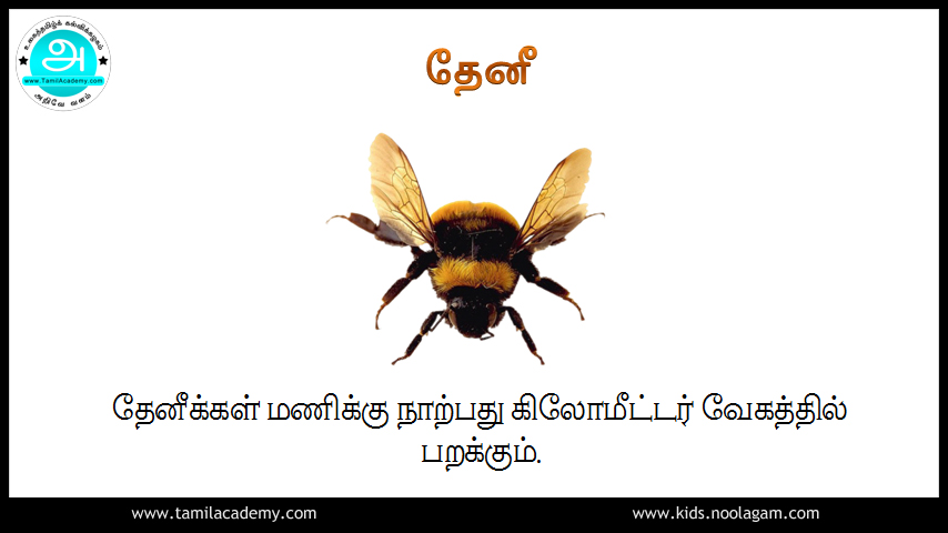 Bumblebee Insect In Tamil